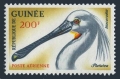 Guinea C42